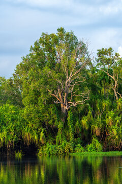White-bellied sea eagle, Icthyophaga leucogaster, perching in a tree in Kakadu National Park, Australia
