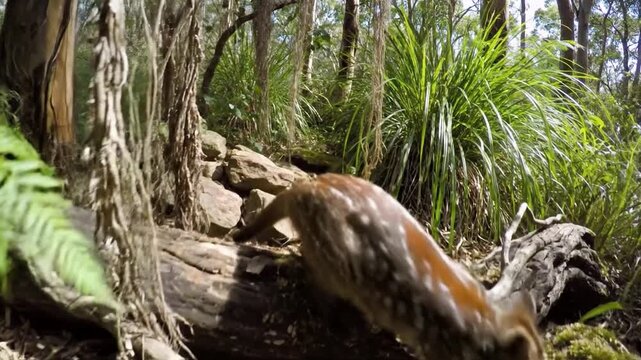 Northern Quoll Scrambling Through Dense Australian Bushland on Fallen Log