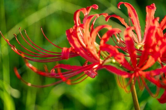 Extreme close up macro shot of vibrant red spider lily petals and stamens blooming in an autumn field with soft green foliage bokeh background   