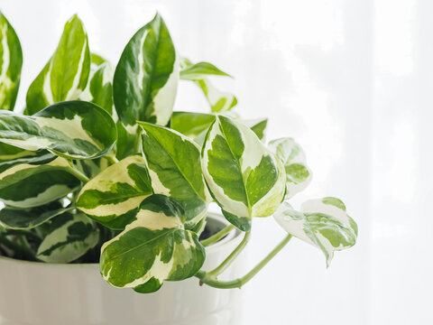 鉢植えのポトス
