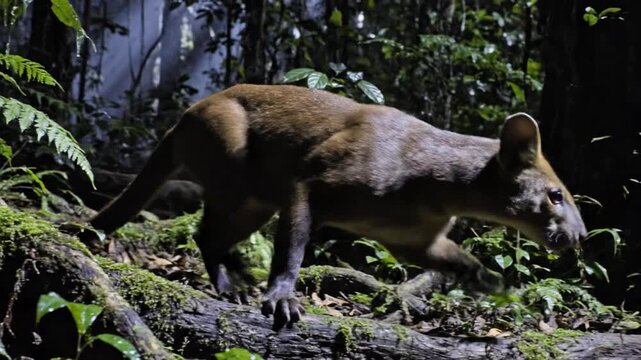 Fossa silently stalks through the lush, green undergrowth of Madagascar's dense rainforest.