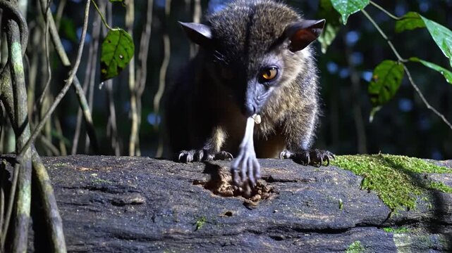 Small, curious shrew-like mammal with a long snout probes a mossy log for grubs in a lush forest environment