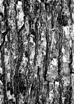 Large tree bark texture with a transparent background