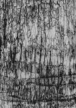 Large halftone tree bark texture with a transparent background