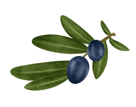 Watercolor illustration of branch olive