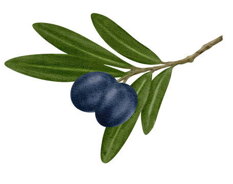 Watercolor illustration of branch olive