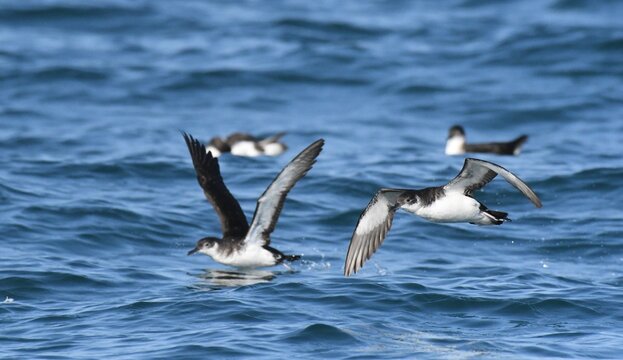 Manx Shearwater