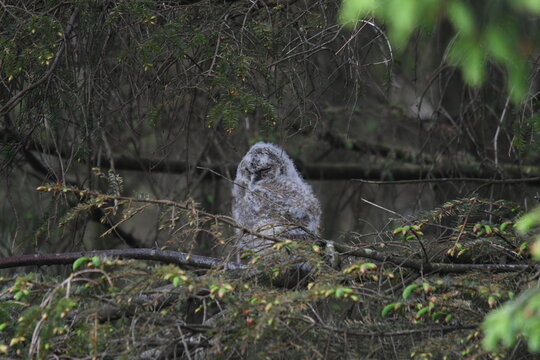 Tawny Owlet