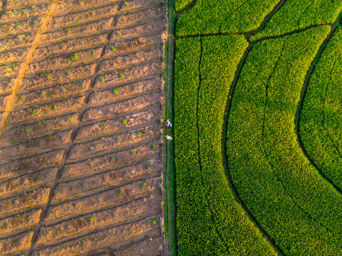 Aerial view of Kemumu rice fields showing a contrast between plowed soil and green crops with people walking on a path in Arma Jaya, Bengkulu, Indonesia.