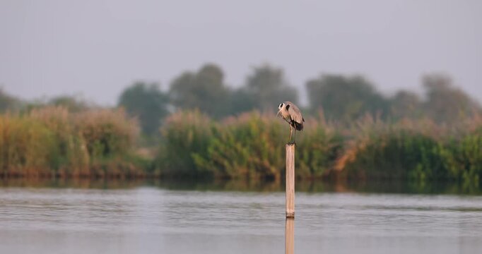 Grey Heron Standing on Wooden Post in Al Qudra Wetland