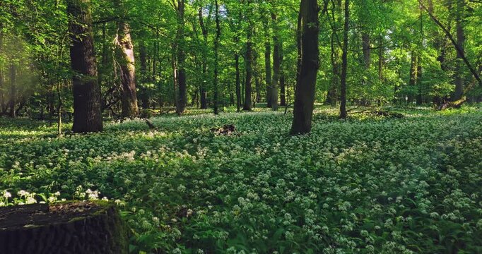 Smooth cinematic flight over a forest path lined with blooming wild garlic, surrounded by lush spring greenery and peaceful woodland vegetation. Beautiful nature scenery. Realistic ambient sounds.