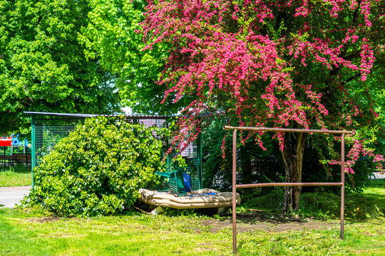 Residential courtyard featuring a metal carpet beating rack, a green ivy-covered trash enclosure and an abandoned old mattress beneath a blooming pink hawthorn tree on a sunny day.