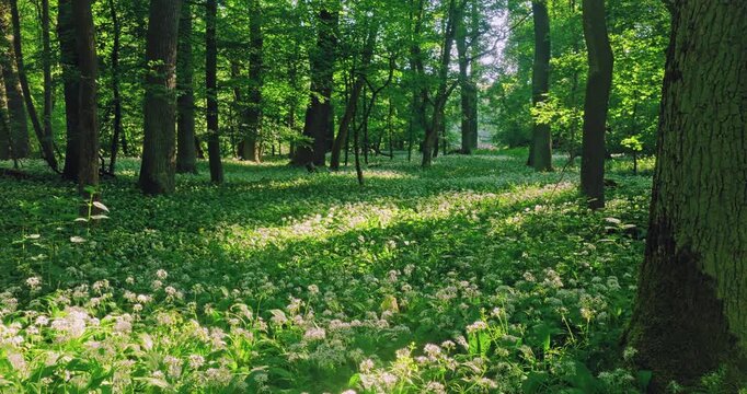Smooth cinematic flight over a forest path lined with blooming wild garlic, surrounded by lush spring greenery and peaceful woodland vegetation. Beautiful nature scenery. Realistic ambient sounds.