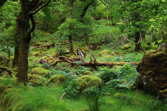 Torc Mountain trail forest view. Summer nature in Killarney National Park in County Kerry in Ireland.