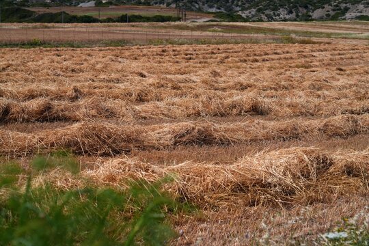 Oats field windrows after harvest in Rhodes Island in Greece. Agricultural landscape of Greece.