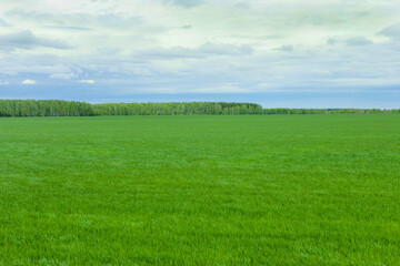 Obraz premium Green field in spring