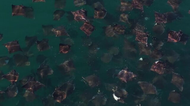 Experience the stunning spectacle of mobula rays jumping in the Sea of Cortez, showcasing their playful behavior in nature.