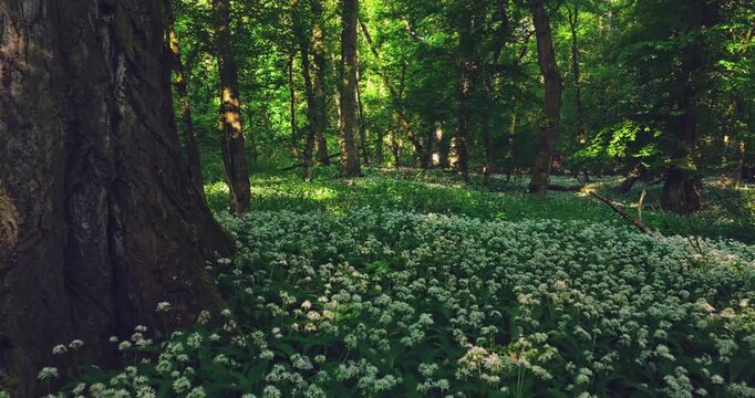 Smooth cinematic flight over a forest path lined with blooming wild garlic, surrounded by lush spring greenery and peaceful woodland vegetation. Beautiful nature scenery. Realistic ambient sounds.