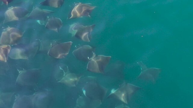 Watch mobula rays leap and dance in the Sea of Cortez, showcasing the beauty of marine life in Baja California Sur, Mexico.