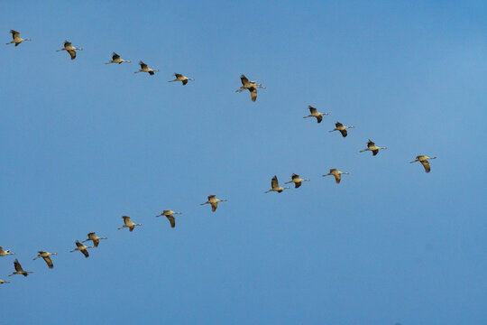 Migrating Common Cranes (Grus grus) Flying in V-Formation⁠