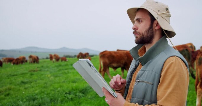 Countryside, cows and man with tablet, agriculture and scroll with sustainability, internet and livestock. Outdoor, farmer and person with tech, inspection and app for checklist and counting cattle