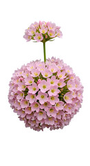 Obraz premium Lilac flower isolated on transparent background