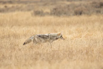 Coyote Walking Through Dry Grassland © Jason Yoder