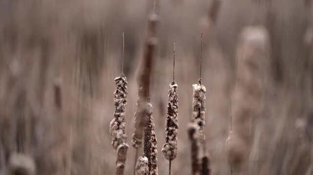 Slow motion footage of cattails in a wetland with shifting focus from foreground to background and back again.