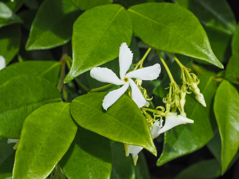 Trachelospermum jasminoides or Jasminum, white flower and buds, close up. Star Jasmine is vigorous, twining deciduous climber, intense fragrance and flowering plant in the olive family Oleaceae.