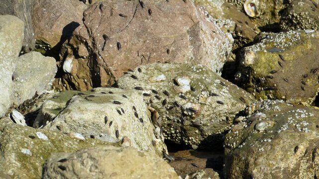 Alabama, Mobile Bay. A sea slaters (genus Ligia), which are a type of intertidal isopod, or crustacean.