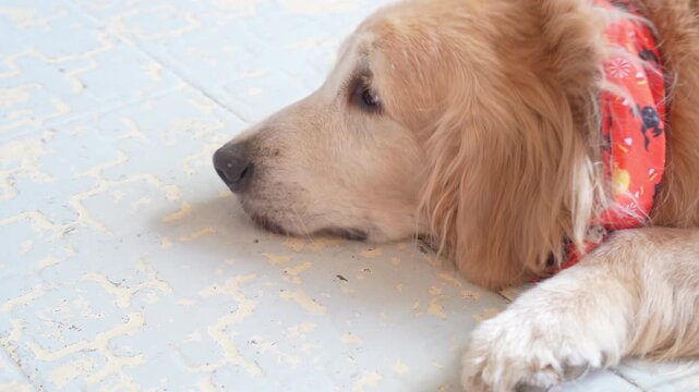 Golden Retriever dog wearing a red patterned bandana lying down on a textured tile floor.