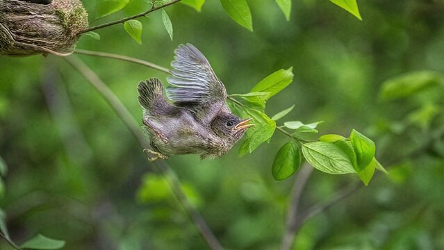 clumsily. A fledgling bird with ruffled feathers falling from its nest. wildlife magazines, conservation campaigns, designed for eco-tourism storytelling, used by food bloggers.