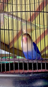 Blue bird of Agapornis fischeri in cage
