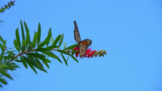 A Monarch butterfly (Danaus plexippus). Butterflies collecting nectar from red flowers. Alabama, Alabama