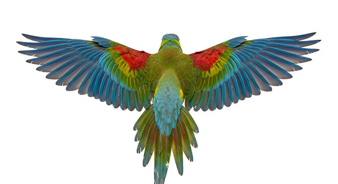 Colorful parrot flying with wings spread