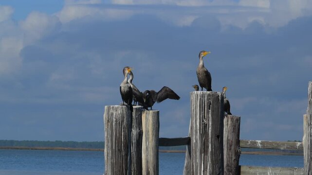Alabama, Mobile Bay. A Double-crested Cormorants (Nannopterum auritum), commonly found near both freshwater and saltwater bodies in North America
