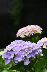 Fototapeta premium Vibrant blue and purple hydrangea flowers against a dark background