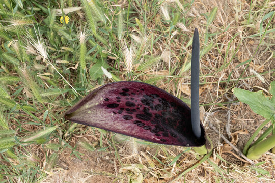 Dracunculus Vulgaris - Purpurfarbenes Bl&uuml;tenblatt mit Bl&uuml;tenstengel der Gemeinen Drachenwurz - Insel Kos, Griechenland