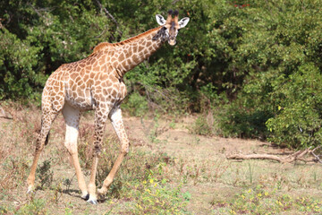 Obraz premium Giraffe / Giraffe / Giraffa camelopardalis