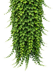 Fototapeta premium Hanging Green Ivy Plant with Trailing Leaves Isolated