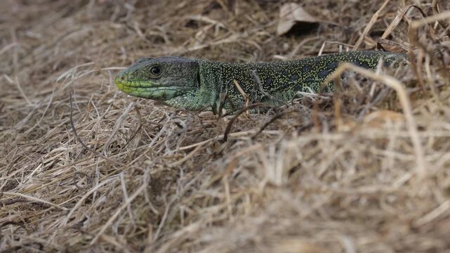 Camouflaged Ocellated Lizard in Iberian Dryland Environment