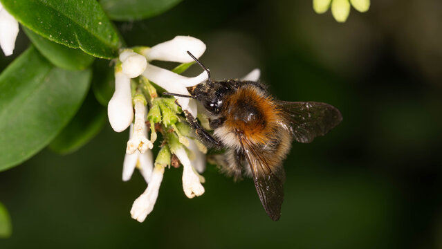 Bio Diversity - Bombus pascuorum -Field Bumlebee feeding on White Flowers and Collecting Pollen