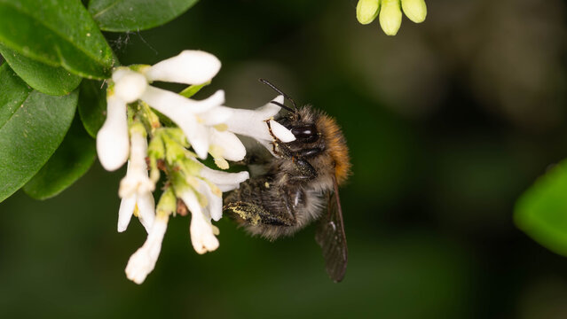 Bio Diversity - Bombus pascuorum -Field Bumlebee feeding on White Flowers and Collecting Pollen