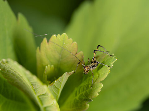 Bio Diversity - Phaneroptera nana - Southern Sickle Bush-cricket