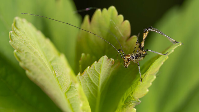 Bio Diversity - Phaneroptera nana - Southern Sickle Bush-cricket