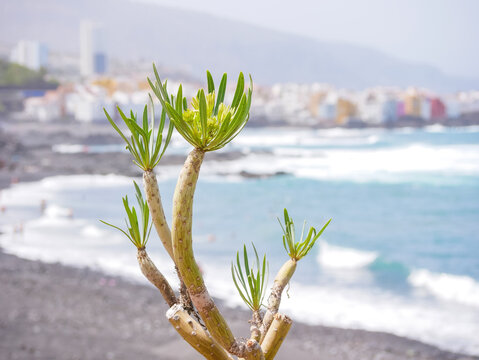 Kleinia Neriifolia Tropical Plant on Tenerife Coast with Ocean Background