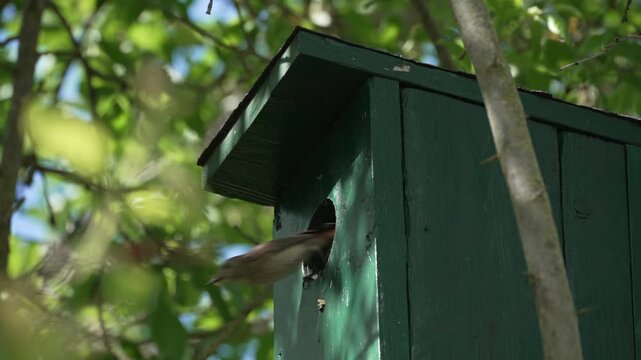 A Eurasian nuthatch leaves a green birdhouse surrounded by bright summer foliage. The video preview captures fast movement and natural nesting activity.