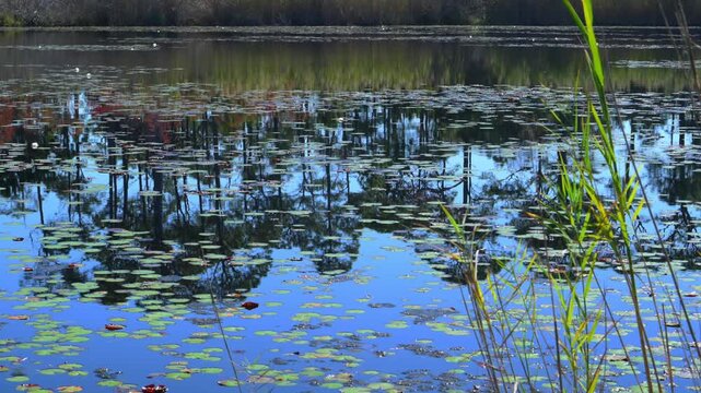 Alabama, Dauphin Island Park, Beach Board. Freshwater lake overgrown with aquatic vegetation and water lilies, surrounded by diverse arboreal vegetation