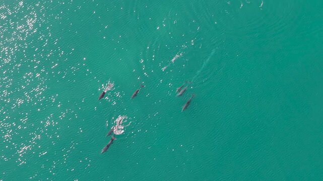 Dolphins swim and play in the Sea of Cortez with their mother and baby. This is a view from above showing their joyful activity.