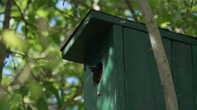 A Eurasian nuthatch peeks from a green wooden nest box under fresh leaves. This garden bird video preview shows nesting behavior in soft woodland light.